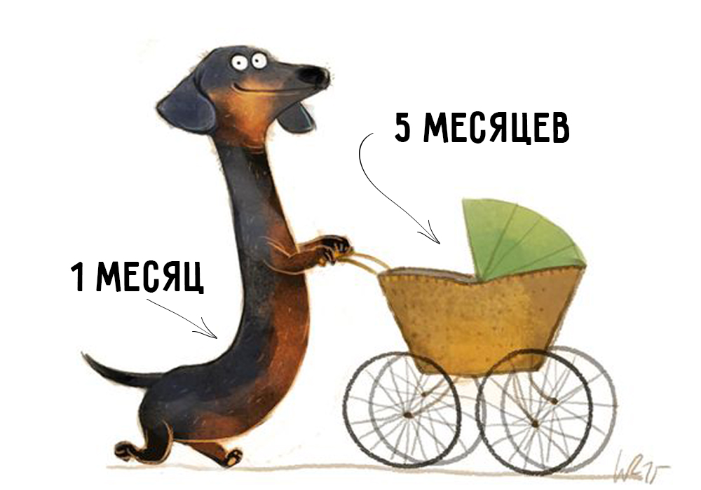 Как определить возраст собаки по человеческим меркам? Возраст собак по человеческим меркам