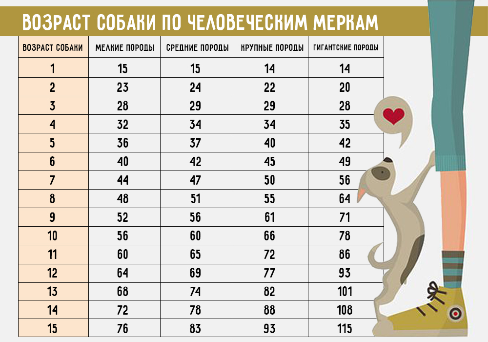 Как определить возраст собаки по человеческим меркам? Возраст собак по человеческим меркам