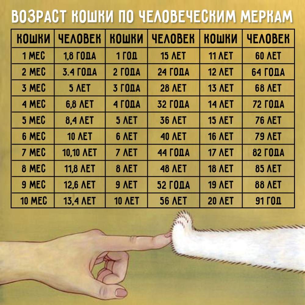 Как определить возраст кошки по человеческим меркам? Возраст кошек по человеческим меркам