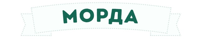 Морда собаки Морда собаки