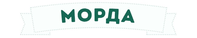 Морда собаки