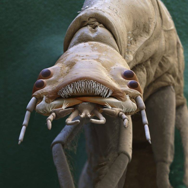 Личинка водного жука Dytiscidae - Криминальные лица микромира Личинка водного жука Dytiscidae - Мафия микромира