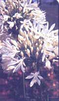 Агапантус (Африканская лилия) - Agapanthus