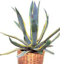 Agave filifera (Агава нитеносная)