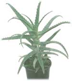 Древовидное алоэ Aloe arborescens 