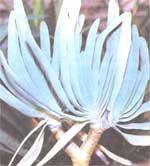 Складчатое алоэ Aloe plicatilis 