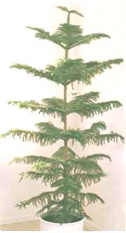 Араукария - Araucaria