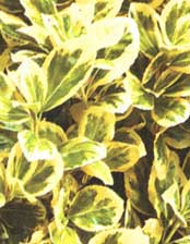 Бересклет (Эвонимус) - Euonymus