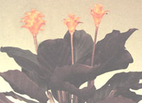 Калатея шафранная - Calathea crocata