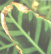 Концы листьев желто-коричневые - при излишеке либо изъяне питательных веществ в грунту. 