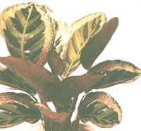 Калатея раскрашенная - Calathea picta