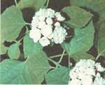 Клеродендрум душистый - Clerodendrum fragrans 