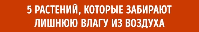 Растения для идеального микроклимата в доме Растения для микроклимата