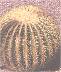 Эхинокактус - Echinocactus