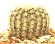 Эхиноцереус гребенчатый - Echinocereus pectinatus