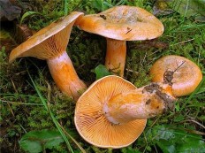 Рыжик еловый