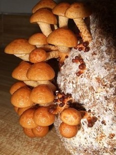 Чешуйчатка съедобная