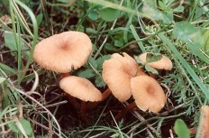 Лаковица обыкновенная (Лаковица розовая)