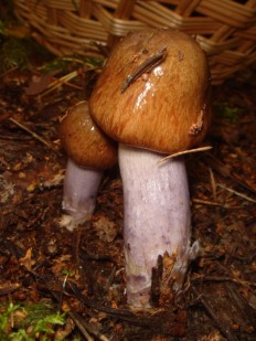Паутинник пачкающий