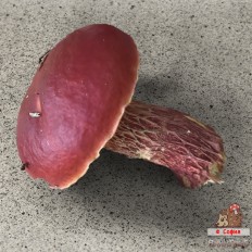 Боровик Фроста
