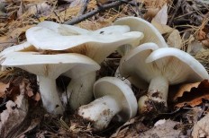 Говорушка дымчатая форма белая