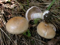 Паутинник большой