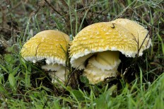 Флоккулярия соломенно-желтая