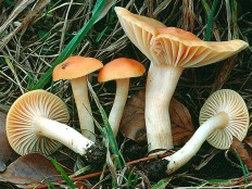 Гигрофор луговой