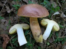 Моховик моравский