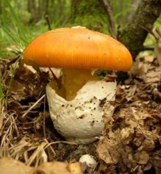 Цезарский гриб (Мухомор цезаря)