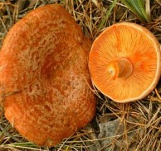 Рыжик (Рыжик настоящий)