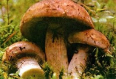 Паутинник съедобный (Толстушка)