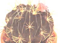 Ферокактус - Ferocactus