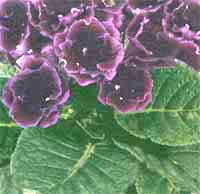 Глоксиния королевская Gloxinia regina