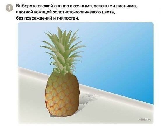 Как посадить и вырастить ананас дома Как посадить и вырастить ананас дома