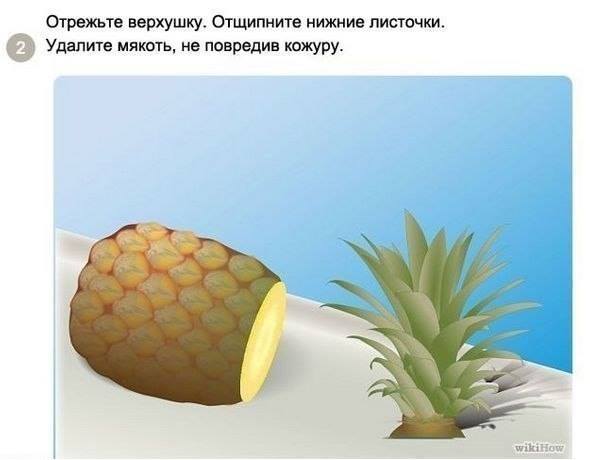 Как посадить и вырастить ананас дома Как посадить и вырастить ананас дома