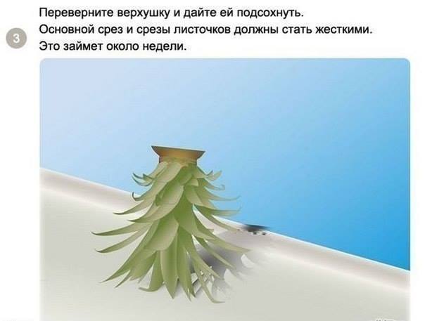 Как посадить и вырастить ананас дома Как посадить и вырастить ананас дома