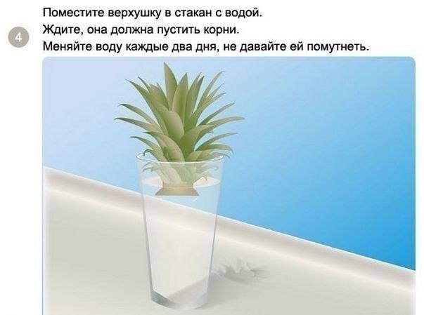 Как посадить и вырастить ананас дома Как посадить и вырастить ананас дома
