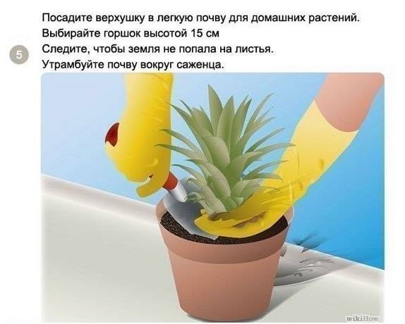 Как посадить и вырастить ананас дома Как посадить и вырастить ананас дома