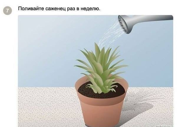 Как посадить и вырастить ананас дома Как посадить и вырастить ананас дома