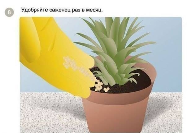 Как посадить и вырастить ананас дома Как посадить и вырастить ананас дома