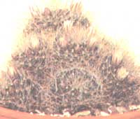 Маммилярия Вильда - Mammilaria wildii 