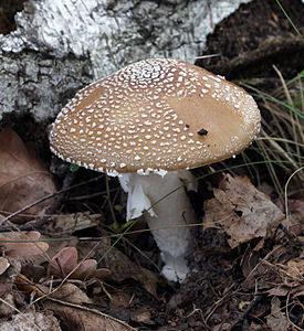 Мухомор пантерный | Amanita pantherina