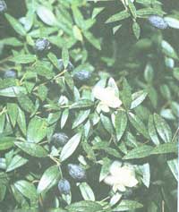 Мирт - Myrtus