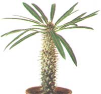 Пахиподиум Ламе - Pachypodium lameri 