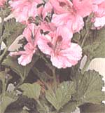 Пеларгония домашняя - Pelargonium domesticum 