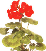 Пеларгония садовая - Pelargonium hortorum