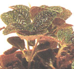 Пилея Bronze - Pilea Bronze