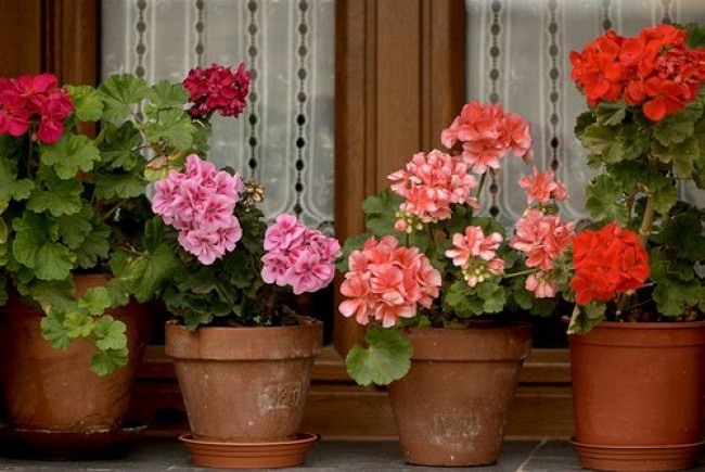 Герань (Pelargonium) - Растения для каждой из комнат Герань (Pelargonium) - Растения для комнат