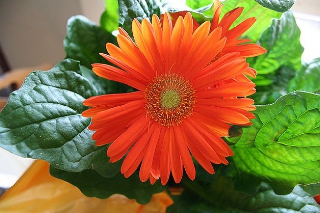 Гербера (Gerbera jamesonii) - Растения для каждой из комнат Гербера (Gerbera jamesonii) - Растения для комнат